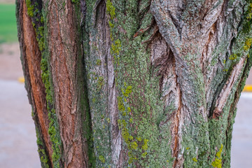 Obraz premium closeup of tree trunk texture with moss