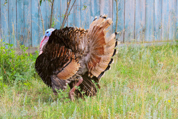 Portrait of a turkey male or gobbler. Turkey male or gobbler closeup on a green grass background. Shot of a Turkey or Gobbler on a farm. Farm Background.