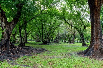 Big tree with trunk and roots spreading out beautiful on grass green in nature forest background with sunshine in the morning.