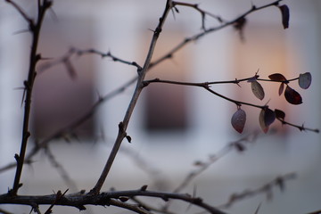 Barberry branch with dry leaves on the background of a window.
