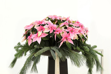 Weihnachtsgesteck mit Weihnachtssternen ( Blume)