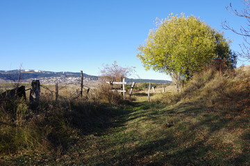 sentier de randonn&eacute;e et arbre