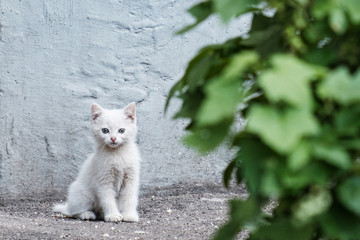 Obraz na płótnie Canvas a white little homeless kitten grown on the street sits against the wall on the right green bushes