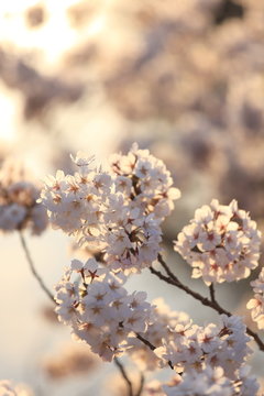 夕日に照らされる満開の桜 © taroq