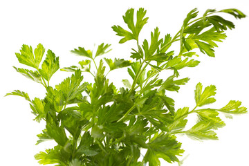 Petersilie, Nahaufnahme, weisser Hintergrund