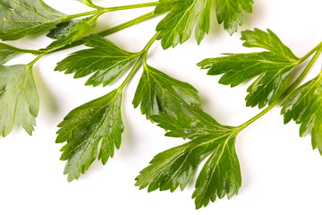 Petersilie, Nahaufnahme, weisser Hintergrund