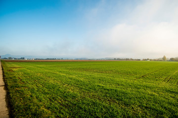 Fototapeta na wymiar energy plant szarvasi grass in Germany