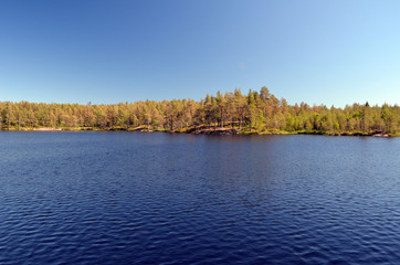 Forest on a summer day in Central Norway