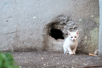 a solitary white kitten with sad eyes have wall in which hole