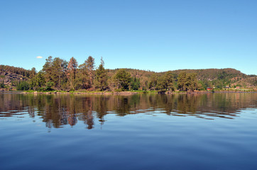 Forest on a summer day in Central Norway