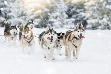 Sled dog-racing with Alaskan malamute and husky dogs. Snow, winter, competition, race concept. - obrazy, fototapety, plakaty