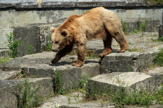 Bärengraben Bilder Durchsuchen 936 Archivfotos, und