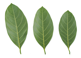 Fototapeta premium The natural texture of seamless foliage close-up with water drop. Fresh green leaves isolate on white background with young spring of Jackfruit leaves.
