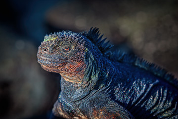 Galapagos Marine Iguana