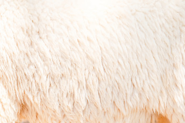 Natural fiber thermal fur wool texture background from sheep with white bright color tone. Backdrop for design art work or text message.