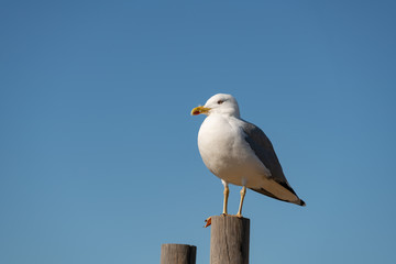 Seagull on a sunny day with a blue sky foreground, in Portugal