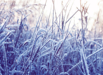Fototapeta premium winter natural background with field dry grass covered shiny transparent crystals of frost shimmer in the light of the frosty morning new year's sun