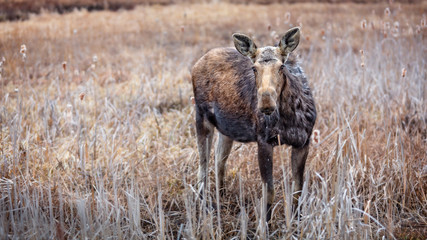 Moose in the Wetland