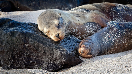 Galapagos Fur Seal and Pup