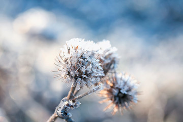 winter natural background with Thistle plant covered with shiny transparent frost crystals in the...
