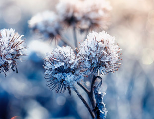 beautiful natural background with Thistle plant covered with shiny transparent frost crystals in...