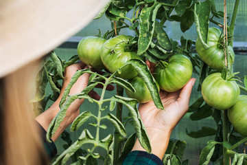Farmer in the garden checks tomatoes for pests