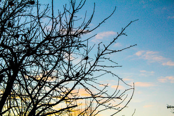 tree and sky