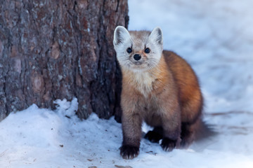 American Marten