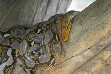 Close up Head burmese python in body on stick tree at thailand