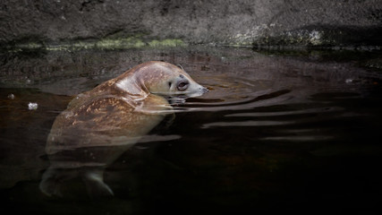 Obraz premium Alaskan Harbour Seal