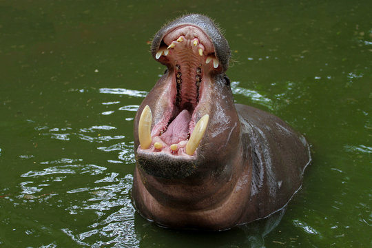Dwarf hippopotamus open mouth in water