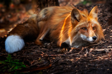 Red Fox