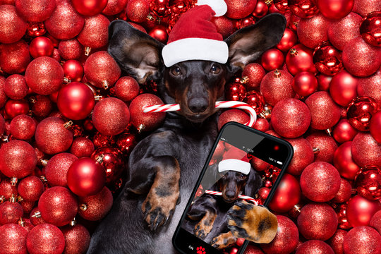 christmas santa claus dog and xmas balls or baubles as background