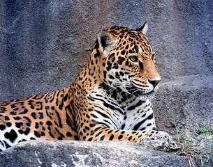 Beautiful Leopard Posing for a Portrait