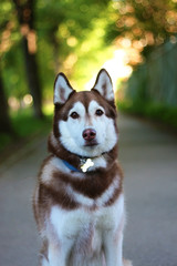 portrait of siberian husky
