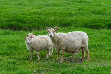 Sheep in Iceland. A family of sheep grazing on the lawn in the green grass. Journey around the island. The Landscape Of Iceland. Tourism.