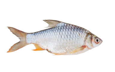Tinfoil barb fish isolated on white background, Barbonymus schwanenfeldii