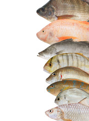 Many fishes isolated on white as background