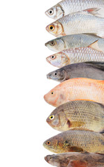 Fresh raw fish on white as background