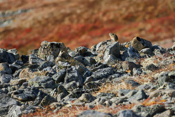 Northern pika (Ochotona hyperborea). A small animal sits on stones against the background of the tundra. Nature and wildlife of the Arctic. Chukotka, Siberia, Far East of Russia.