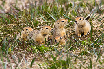 Arctic ground squirrel (Spermophilus parryi). A gopher family in the tundra. A group of funny young ground squirrels near a hole. Wildlife of the Siberia. Nature and animals of Chukotka. Russia.