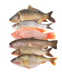 Fresh fish isolated on white