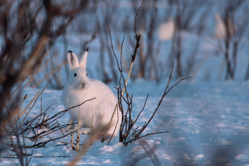 Tundra hare (Lepus timidus) sits on the snow. White hare hiding in the bushes. Wildlife of the Arctic. Nature and animals of Chukotka. Siberia, Far East of Russia. © Andrei Stepanov