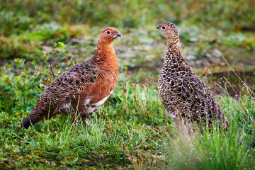 Partridge (Lagopus) male and female in summer plumage. Two ptarmigans in the tundra. The relationship between animals. Wildlife of the Arctic. Nature and birds of Chukotka. Siberia, Far East of Russia