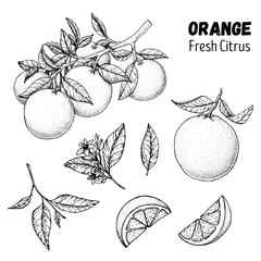 Orange fruit hand drawn collection, graphic elements. Vector illustration. Orange sketch for menu design, brochure illustration. Black and white. Citrus orange illustration. Can used for packaging