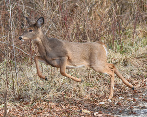 Female Doe Deer Running  