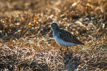 Wood sandpiper (Tringa glareola). Beautiful wild bird in the tundra. Golden morning light at dawn. Dew glistens on the grass. Wildlife of the Arctic. Chukotka, Siberia, Far East of Russia.
