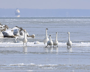Tundra Swans ice skating on the Chesapeake Bay in Winter