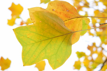 autumn leaves on black background