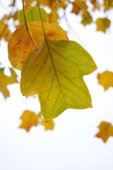 autumn leaves isolated on white background